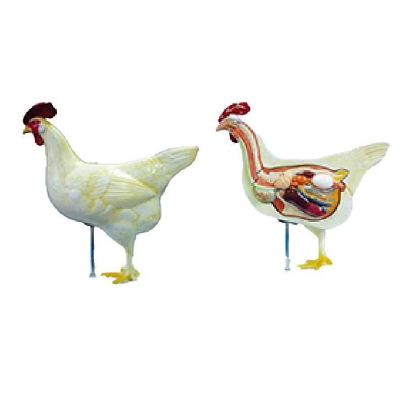 鸡解剖模型-外形示右侧半，内脏解剖能拆下示教